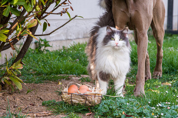 oeufs, chat et chien