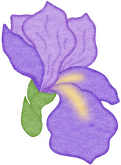 illustration of a purple iris flower