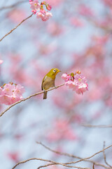 Cute white-eye sucking on cherry blossom honey.	
