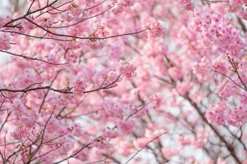 Fotobehang Fluor Roze Close-up of cherry blossoms, spring plants, bright pink  © NOS