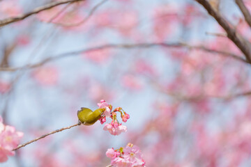 Cute white-eye sucking on cherry blossom honey.	
