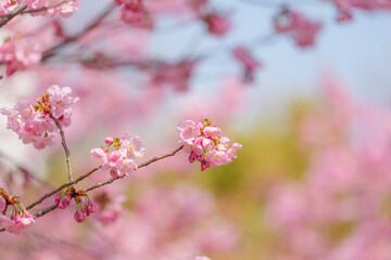 Obraz premium Close-up of cherry blossoms, spring plants, bright pink
