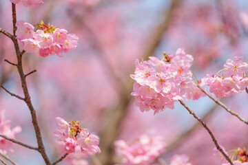 Close-up of cherry blossoms, spring plants, bright pink