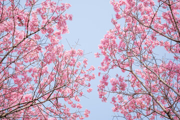 Close-up of cherry blossoms, spring plants, bright pink