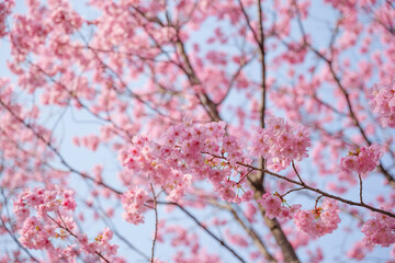 Close-up of cherry blossoms, spring plants, bright pink
