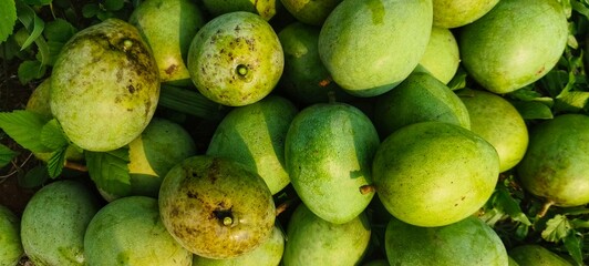 a large pile of ripe yellow mangoes