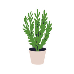Rosemary plant growing in pot. Green herbal leaves, fresh aromatic spice, natural herb, leaf, organic seasoning. Greenery, home kitchen garden. Flat vector illustration isolated on white background