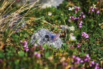 butterfly with iridescent wings perches on a rock amidst a patch of wildflowers. Bright blooms in...
