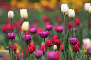 Colorful tulips in the park in spring
