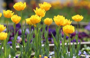 Obraz premium Colorful tulips in the park in spring 