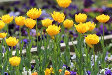 Colorful tulips in the park in spring
