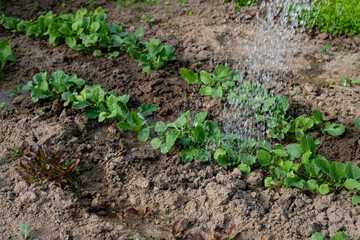 Watering Radish Rows. Soft Sunlight in the Greenhouse, Care, Fertilizing, Home Growing, Vegetable Gardening Concept. Copy Space.