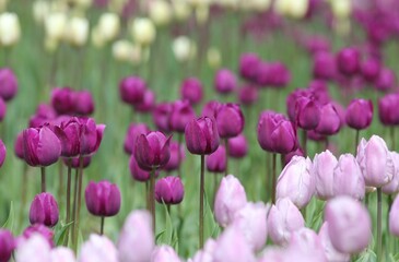 Colorful tulips in the park in spring
