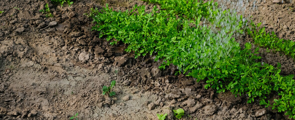 Watering Watercress Salad Rows. Soft Sunlight in the Greenhouse, Care, Fertilizing, Home Growing, Vegetable Gardening Concept. Copy Space.
