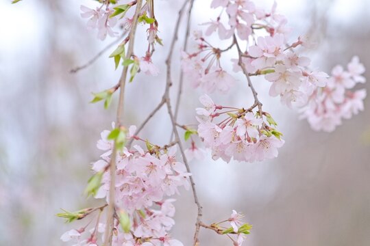 枝垂れ桜