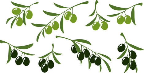 Green and black olives branch © vectortatu