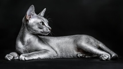 Elegant grey cat lying, studio shot