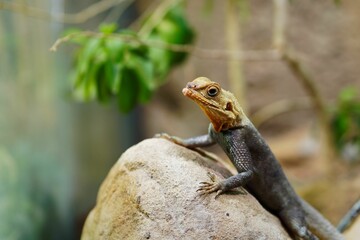 Lizard perched on a rock with blurred foliage background.