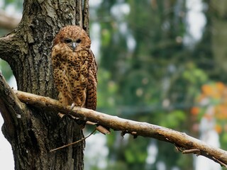 Spotted owl perched on a tree branch in a forest.
