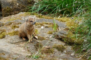 Mongoose on a rocky surface in natural habitat.