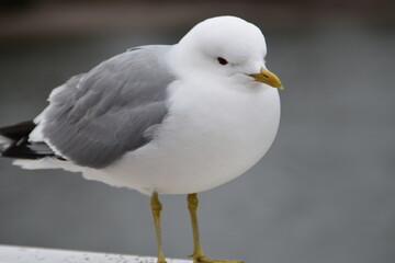A cute common gull is standing on a bridge railing outdoors in spring day.