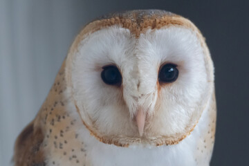 Barn Owl Face