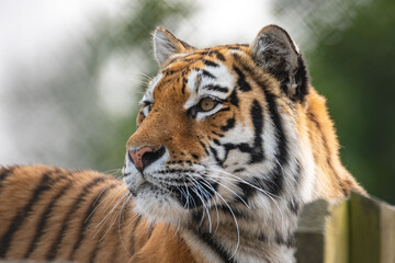 Siberian tiger gazing into the distance