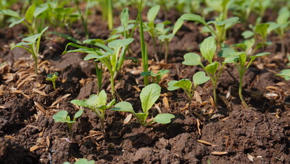 newly sprouted mustard seeds