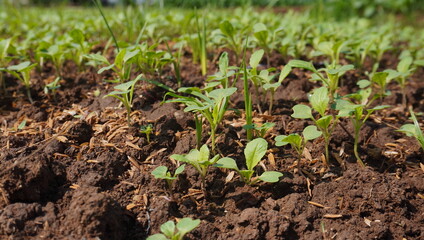 newly sprouted mustard seeds