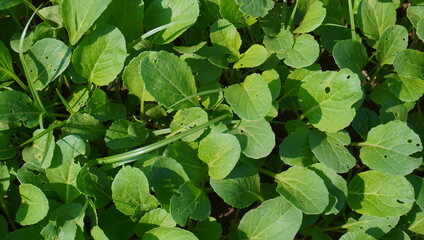 mustard seeds ready to be sown