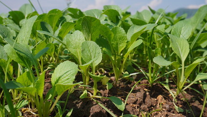 mustard seeds ready to be sown