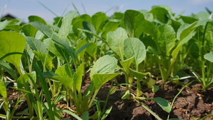 mustard seeds ready to be sown