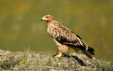 Joven aguila imperial en el campo en primavera