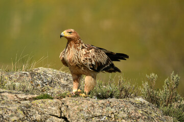 Joven aguila imperial en el campo en primavera