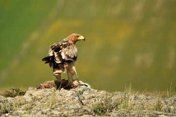 Joven aguila imperial en el campo en primavera