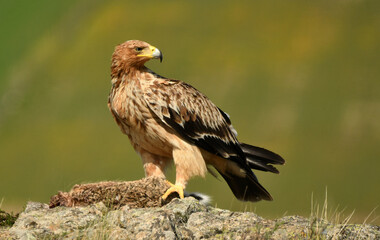 Joven aguila imperial en el campo en primavera
