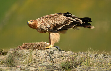 Joven aguila imperial en el campo en primavera