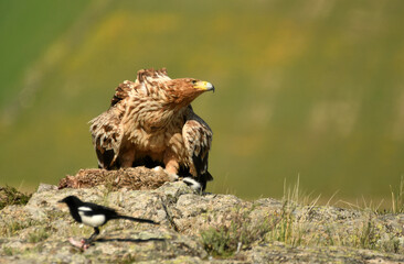 Joven aguila imperial en el campo en primavera