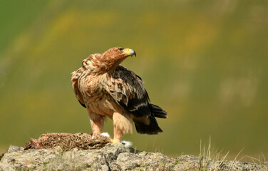 Joven aguila imperial en el campo en primavera