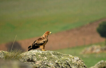 Joven aguila imperial en el campo en primavera