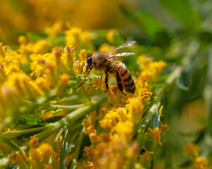 Bee busy collecting pollen from yellow flowers