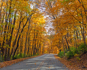 Fototapeta premium Road through colorful Autumn trees. Road through Pere Marquette State Park in Grafton, Illinois with colorful Fall foliage