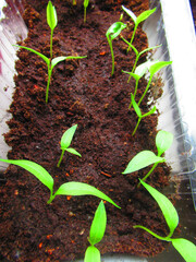 Growing plants on the windowsill. Seedlings grown at home. Pepper cultivation by gardeners. Home-grown plants