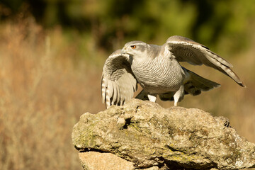 An adult female Northern goshawk taking off from her favorite vantage point in a Mediterranean pine and oak forest in the last light of a cold January evening.