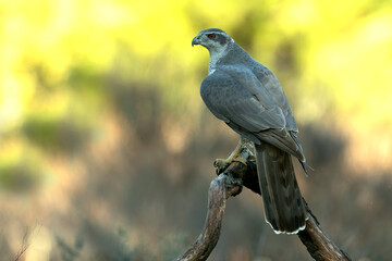 Adult female Northern goshawk in a Mediterranean oak and pine forest in the last light of a winter day