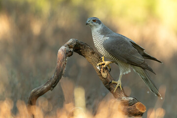 Adult female Northern goshawk in a Mediterranean oak and pine forest in the last light of a winter day