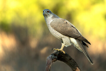 Adult female Northern goshawk in a Mediterranean oak and pine forest in the last light of a winter day