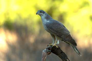 Obraz premium Adult female Northern goshawk in a Mediterranean oak and pine forest in the last light of a winter day