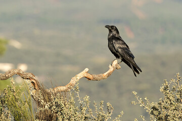 Common raven in a Mediterranean mid-mountain area of ​​oak and pine trees at first light on a winter day