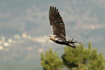 Spanish Imperial Eagle flying in its territory in a Mediterranean forest of oaks and pines at first light on a winter day